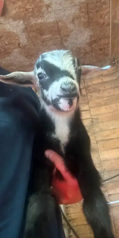 Tri Color Doe with Black w/ white Buckling Doe is 4 years old Disbudded Kid born May 29th 2025 Ready...