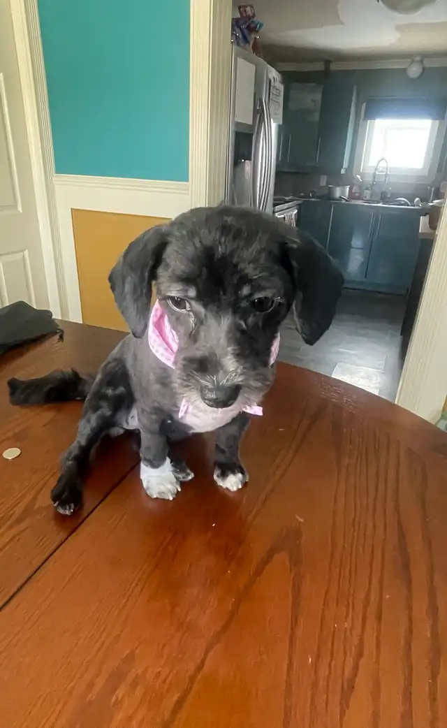 1-Year-Old Male & Female Toy Poodles  in Dogs & Puppies for Rehoming in Fort McMurray - Image 6