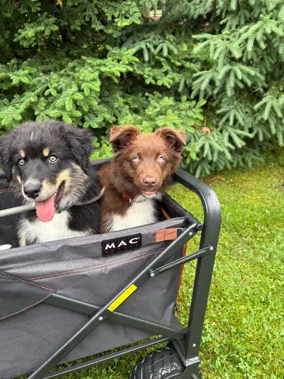 Pure Australian Shepherd Puppies, View more