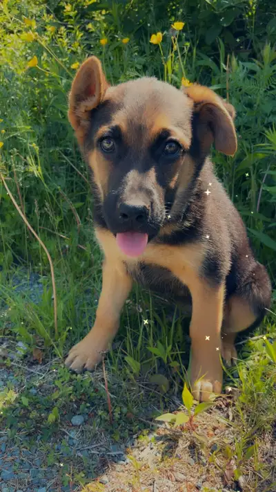 1 LEFT!!! Shepard pups , View more