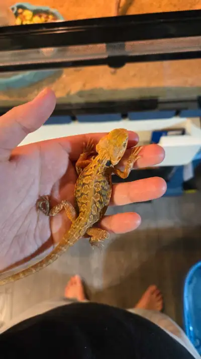 Rescue - Reptiles&Small Animals, View more