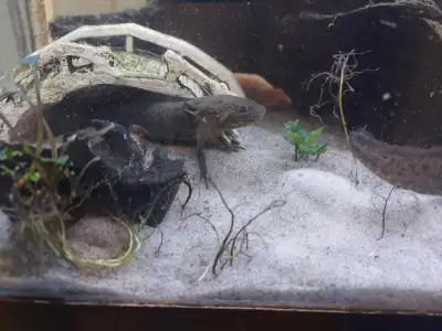 Wild type male axolotl, View more