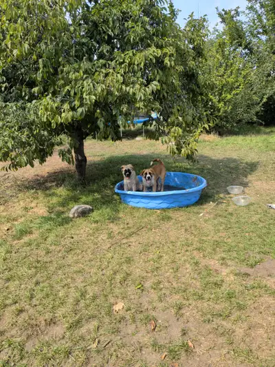 Free Puppy, View more