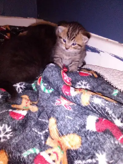 Loving cuddly kittens are ready to go, View more