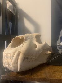 Taxidermy Lion skull 