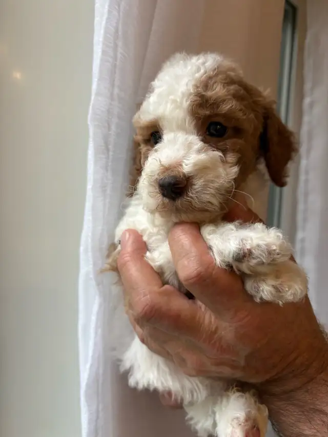 Caniche moyen (petit standard/royal) Poodle in Dogs & Puppies for Rehoming in Granby - Image 3