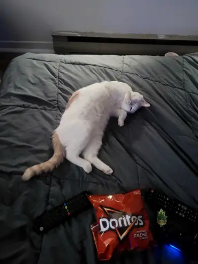 Ptit chat male a donner vien d'avoir 1 ans je n'est plus la force de m'en occuper je veux lui trouve...