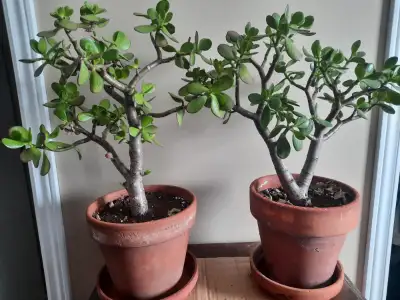 Deux plantes de wow pouces de haut à 30$chaque. Connues comme plante de la monnaie ou de la chance!!...
