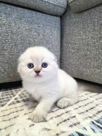 White Scottish Fold girl with blue eyes , View more