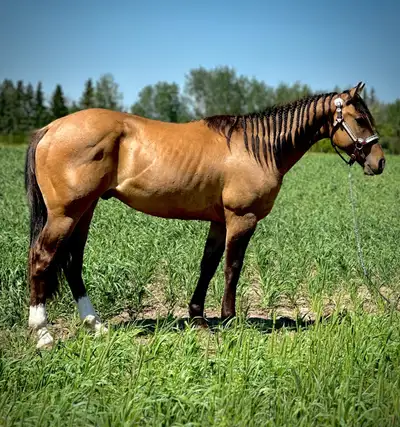 Meet Ranger, he is a 3 year old grade gelding. He has just been started under saddle, has roughly 10...