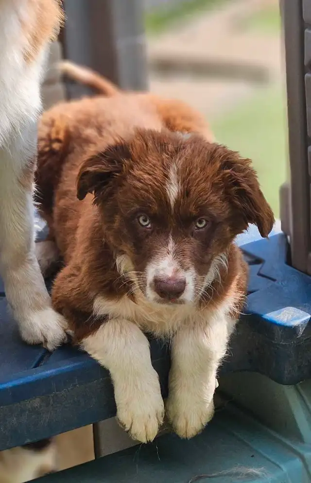 ^^Berger Australien^^ in Dogs & Puppies for Rehoming in Lanaudière - Image 3