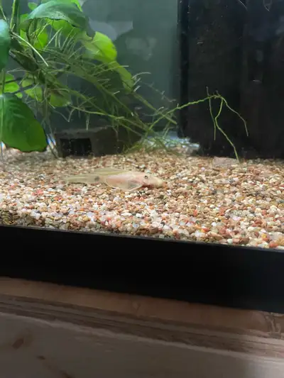 blue eyed lemon bristlenose pleco longfin male, View more