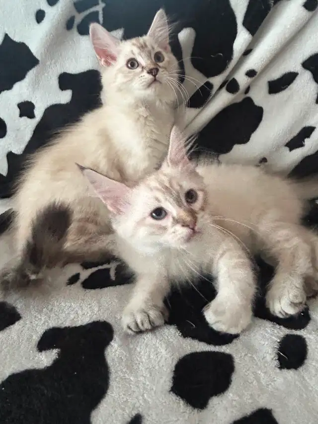 Highland lynx in Cats & Kittens for Rehoming in Québec City - Image 7