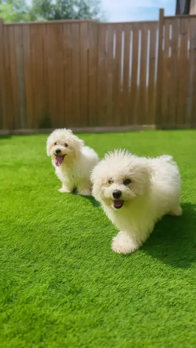 Bichon Puppies, View more