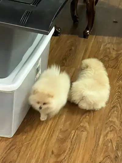 Pomeranian puppies , View more