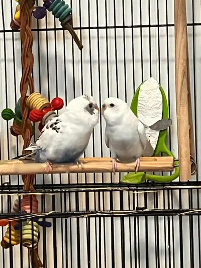 Budgies needing a loving forever home, View more