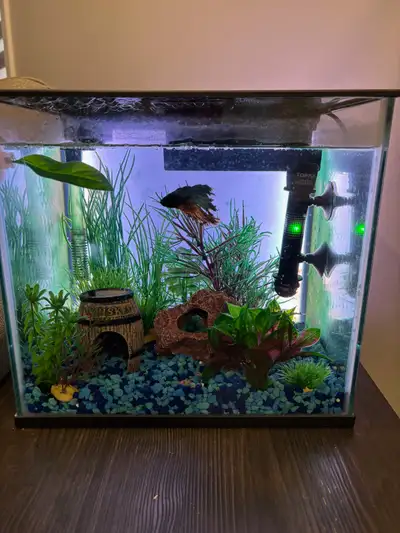 FREE Betta fish with small tank that measures 12 " x 12" x 10" Includes full setup with color changi...