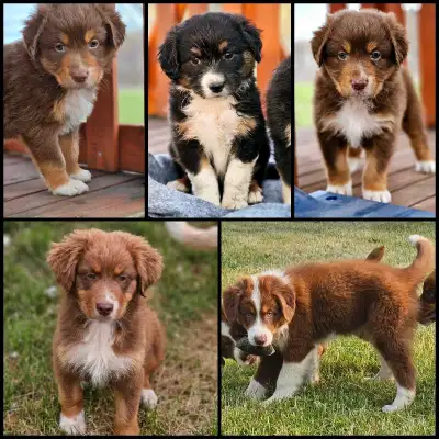 Bonjour, j'ai de beaux chiots berger australien moyenne taille entre 35 lbs a 50 lbs se cherche une...