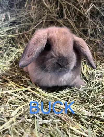 Holland Lop Bunnies , View more