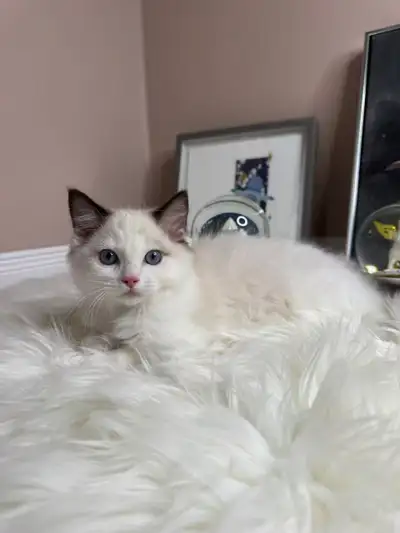 Cute ragdoll kitten, very pure race, his eyes are blue, male, born on June 20, 2025. 800$. The price...