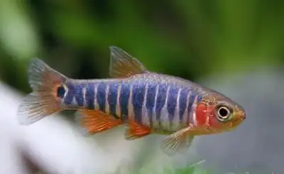 Emerald Dwarf Danio/ Rasbora, View more