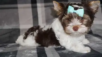 Yorkshire Terrier Boy – Cute & Ready Today, View more