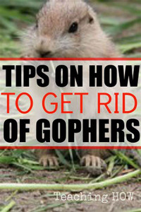 Got gophers ??   Pest control FREE !!!