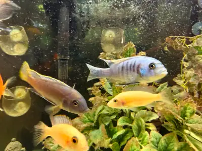 Cynotilapia Hara(Gallireya Reef) breeding pair, View more