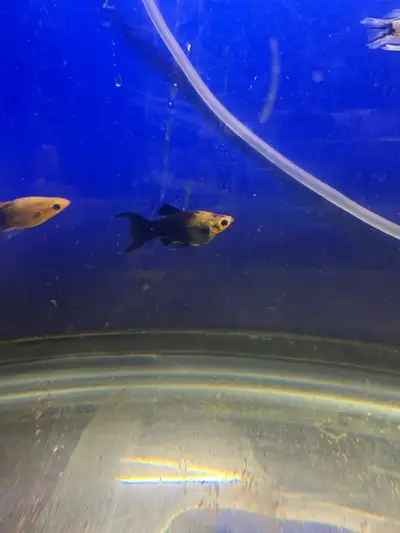 large LyertAil gold dust mollies, View more