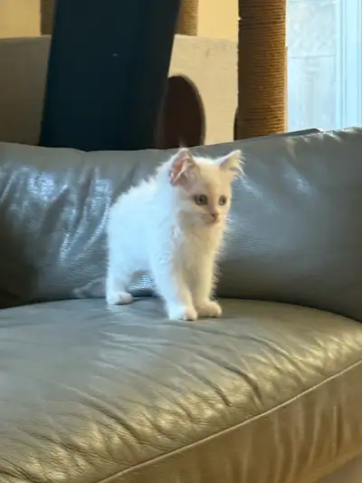 Purebred Ragdoll kitten for rehoming 8 weeks old , View more