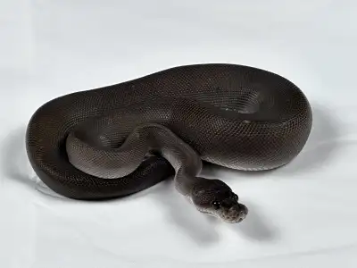 Ball Python Breeders Starter Pack, View more