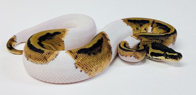 Trading 2 ball python females in Reptiles & Amphibians for Rehoming in Renfrew - Image 2