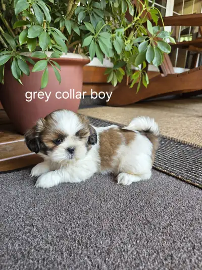 Shih Tzu puppies DELIVERY FRIDAY 18TH, View more