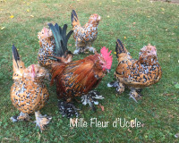 SOLD Purebred Mille Fleur d’Uccle roosters for free