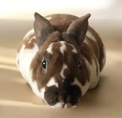 Sweet Mini Rex, View more