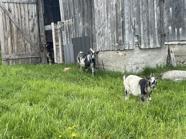 Chèvre miniature Nigérienne dans Chevaux et poneys à adopter  à Ville de Québec - Image 4