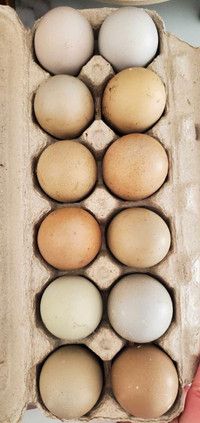 Olive Egger hatching eggs