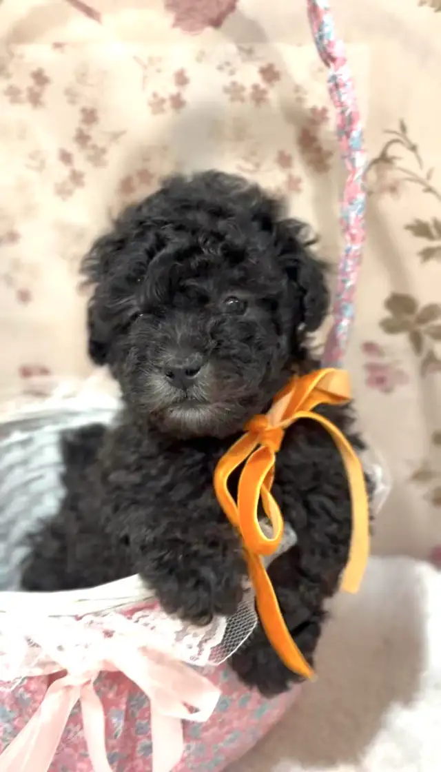 CKC registered gray/silver tiny toy poodle in Dogs & Puppies for Rehoming in Markham / York Region - Image 10