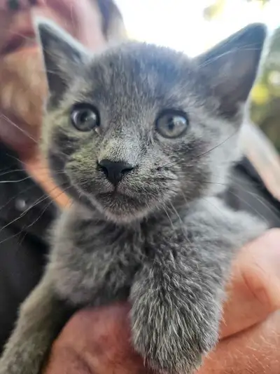 Hypoallergenic Russian Blue Kittens Family-raised , View more
