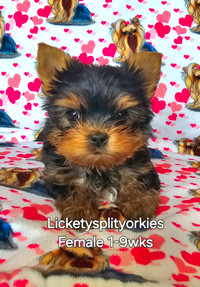 Exceptional Little Doll Faced Yorkie