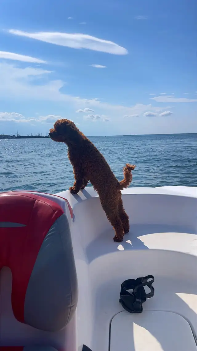 Poodle miniature caniche | Dogs & Puppies for Rehoming | Moncton | Free ...