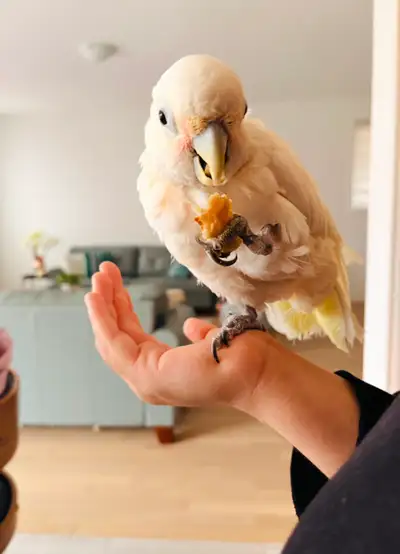 Goffin Cockatoo, View more