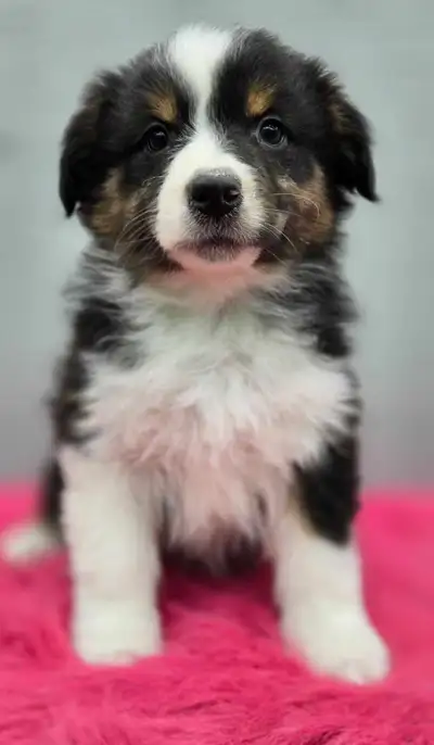 Chiots Berger Australien Enregistrés CKC, View more