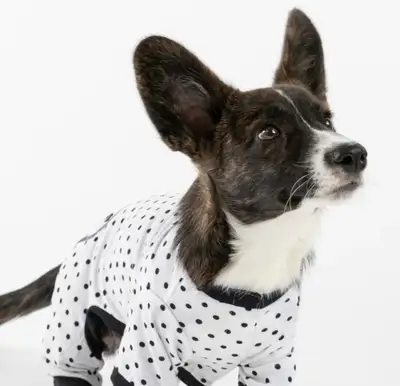 Silver Paw Dog Pajamas (new with tags), View more