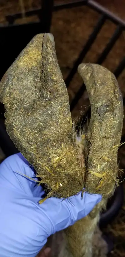 hoof trimming, View more