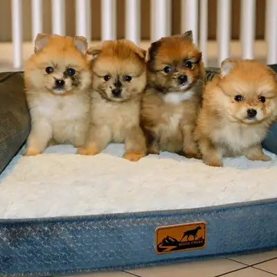 Pomeranian puppies (537-734-9480), View more
