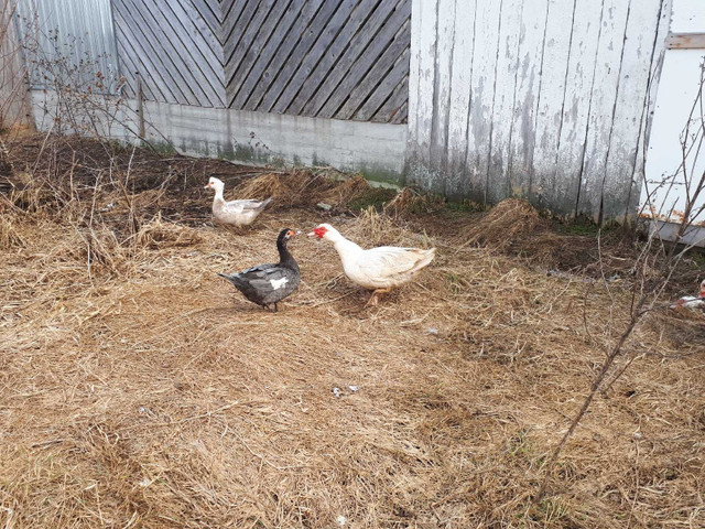 Canard de Barbarie dans Animaux de ferme  à Ville de Québec - Image 2