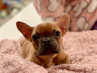 Top quality purebred French Bulldogs