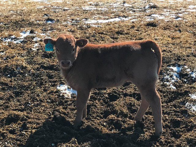 Cow calf pairs- $5400 in Livestock in Edmonton - Image 2