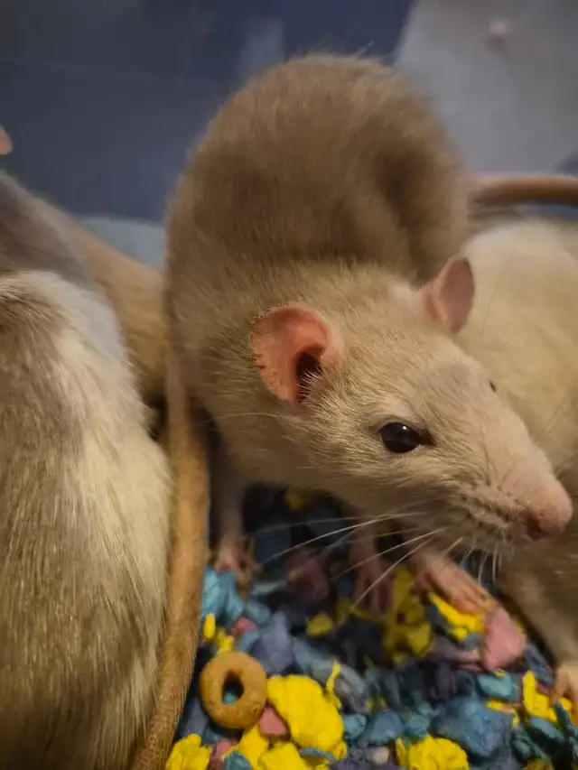 cuddly baby rats need furrever homes!! in Small Animals for Rehoming in Oshawa / Durham Region - Image 7